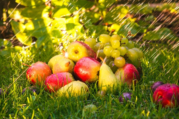 Sad autumn fruits grass sunshine — Stock Photo, Image