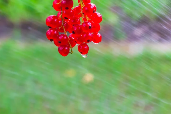 Red currant fruit  poured water hose — Stock Photo, Image