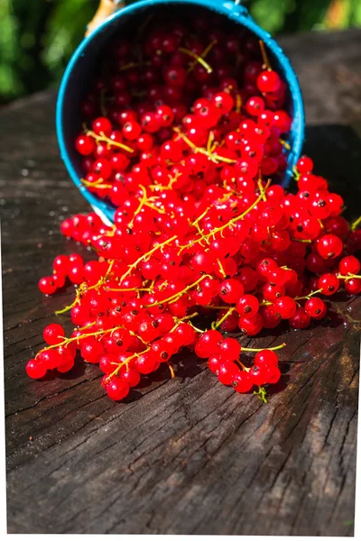 Red currant fruit bucket summer pouring wooden table — Stock Photo, Image