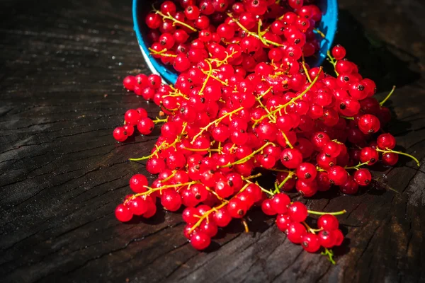 Czerwona porzeczka owoc wiadro lato odlewania drewniany stół — Zdjęcie stockowe