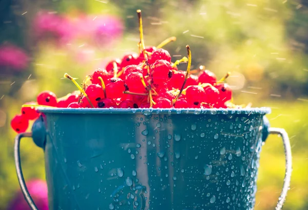 Rode bessen vruchten emmer zomerregen druppels water — Stockfoto