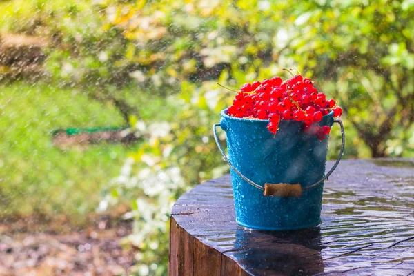 Balde de frutas de groselha vermelha chuva de verão gotas de água de madeira — Fotografia de Stock
