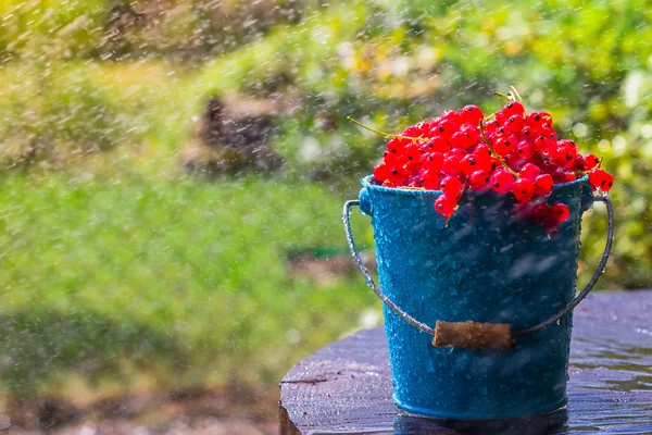 Κόκκινη σταφίδα φρούτα κουβά καλοκαιρινή βροχή ρίχνει νερό ξύλινα — Φωτογραφία Αρχείου
