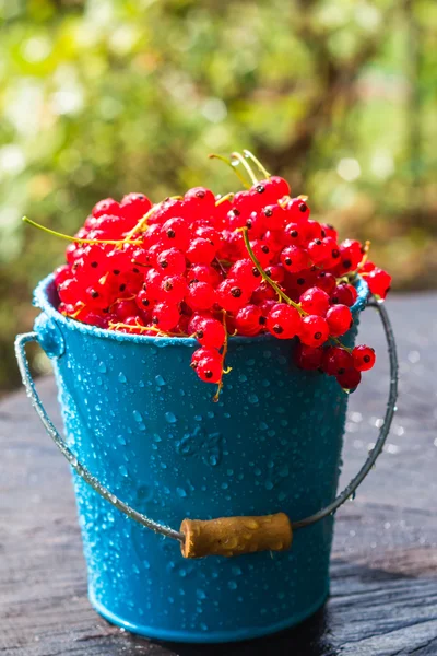 Red currant fruit bucket summer rain drops water wooden — Stock Photo, Image