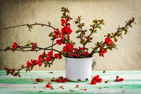 Natura morta bouquet crespino — Foto Stock