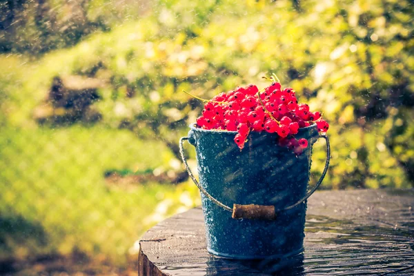 Красная смородина ведро с фруктами летний дождь капли воды деревянные — стоковое фото