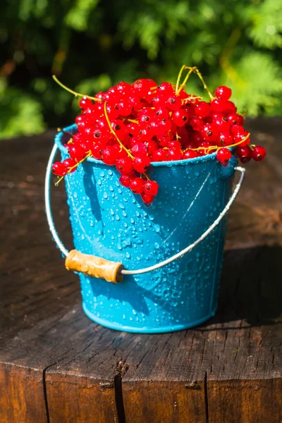 Red currant fruit bucket summer rain drops water wooden — Stock Photo, Image