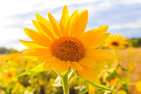 Field sunflowers summer closeup beautiful yellow flower sun — Stock Photo, Image