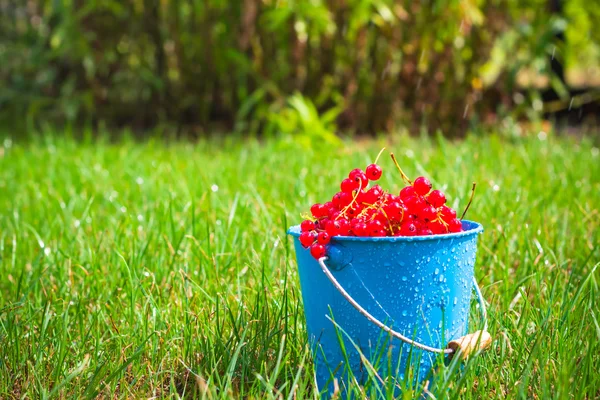 Rote Johannisbeere Früchte Eimer Gras — Stockfoto