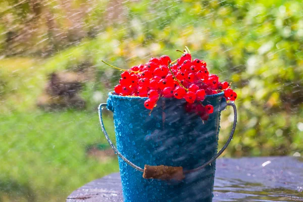 Červený rybíz ovoce kbelík letní dešťové kapky vody dřevěné — Stock fotografie