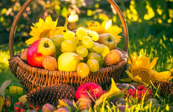 Höstens orchard korg färsk frukt solljus — Stockfoto