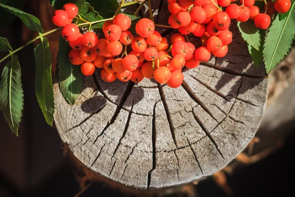 Fall background rowan fruits old stump — Stock Photo, Image