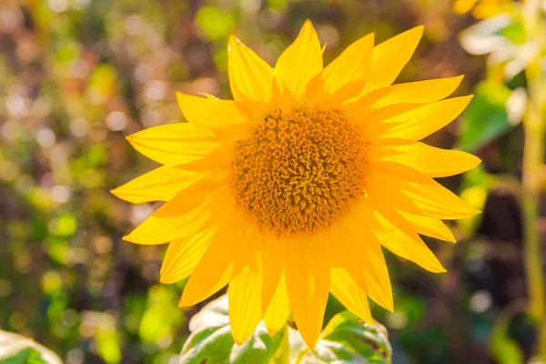 Campo girasoles verano primer plano hermoso amarillo flor sol —  Fotos de Stock