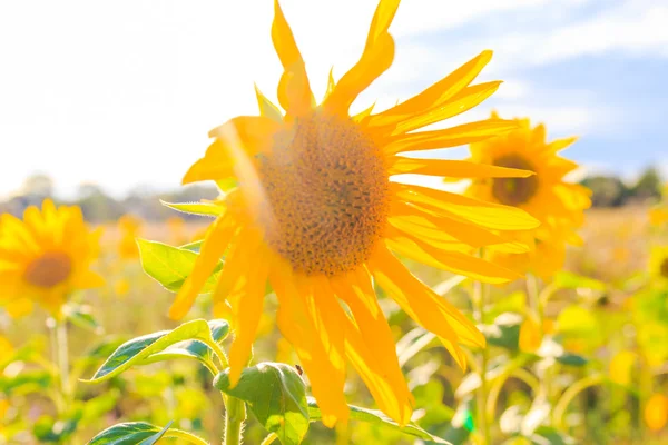 Alan ayçiçeği yaz closeup güzel sarı çiçek güneş — Stok fotoğraf