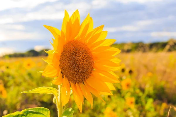 Veld zonnebloemen zomer close-up mooie gele bloem zon — Stockfoto