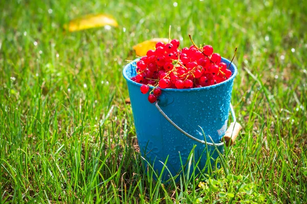 Hierba cubo de fruta de grosella roja —  Fotos de Stock