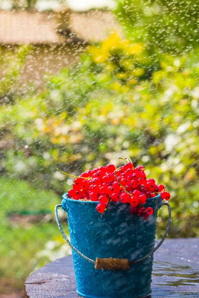 Cubo de fruta de grosella roja lluvia de verano gotas de agua de madera —  Fotos de Stock