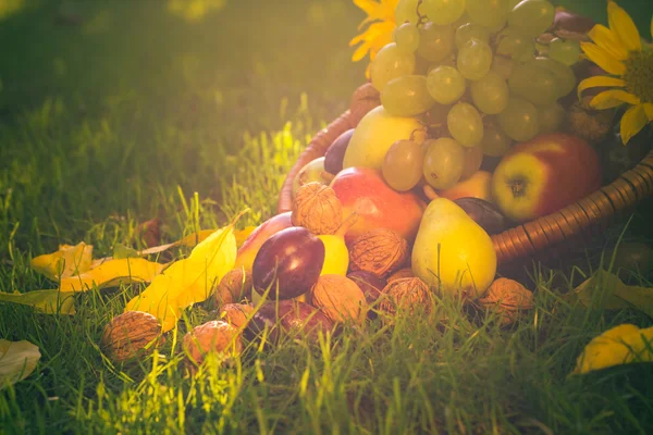 Cesta llena frutas hierba puesta del sol luz — Foto de Stock