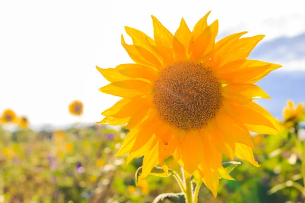 Veld zonnebloemen zomer close-up mooie gele bloem zon — Stockfoto