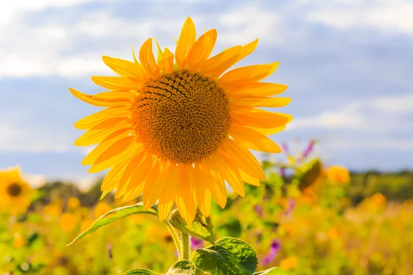 Champ tournesols été gros plan belle fleur jaune soleil — Photo