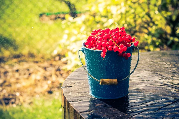 Groseille rouge seau de fruits été pluie gouttes d'eau en bois — Photo