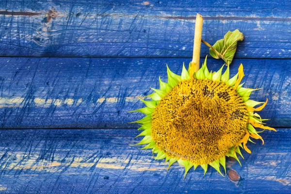 Yellow sunflower painted fence — Stock Photo, Image