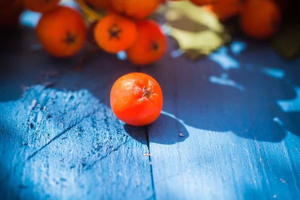 Autumnal background rowan fruits blue wooden board — Stock Photo, Image