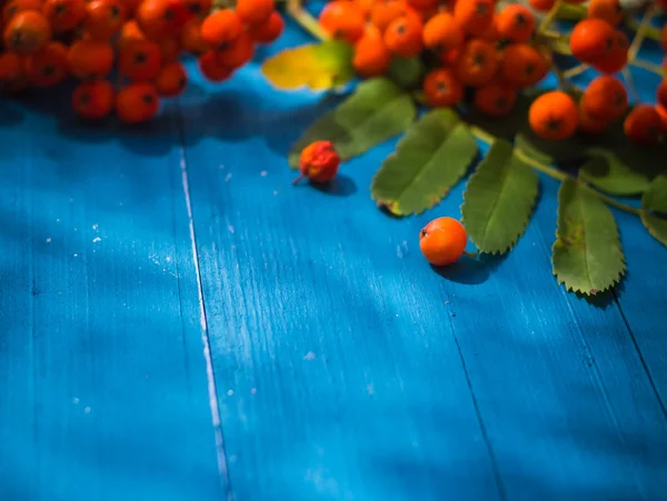 Fondo otoñal frutos serbal tablero de madera azul —  Fotos de Stock