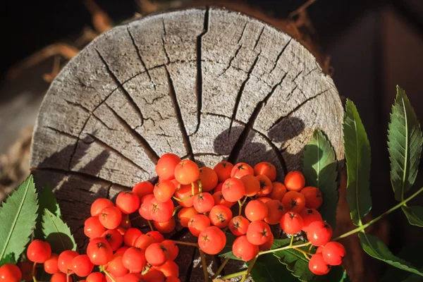 Fall background rowan fruits old stump — Stock Photo, Image