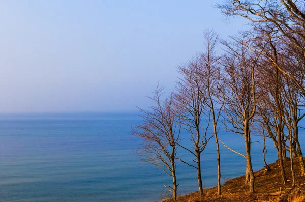 Panorama morza lasu — Zdjęcie stockowe