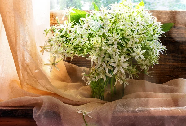 Natürmort grup küçük beyaz çiçeği pencere — Stok fotoğraf