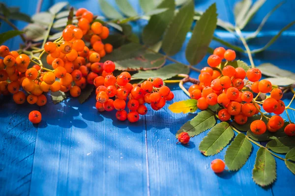 Autumnal background rowan fruits blue wooden board — Stock Photo, Image