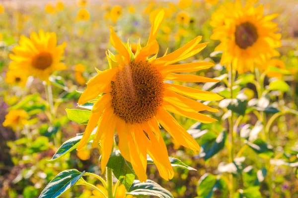 Veld zonnebloemen zomer close-up mooie gele bloem zon — Stockfoto