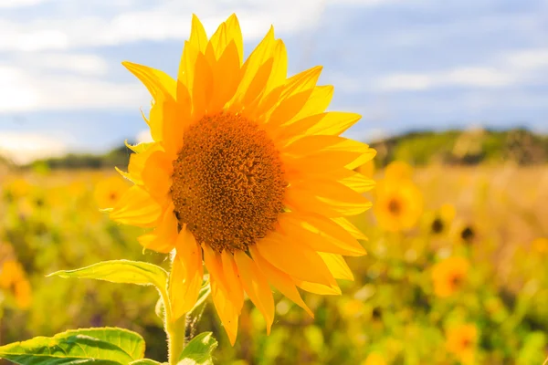 Field sunflowers summer closeup beautiful yellow flower sun — Stock Photo, Image