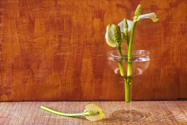 Natureza morta com bouquet branco calla lírios de vidro — Fotografia de Stock