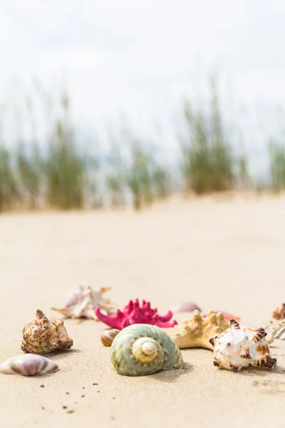 Coquillages de mer colorés plage de sable — Photo