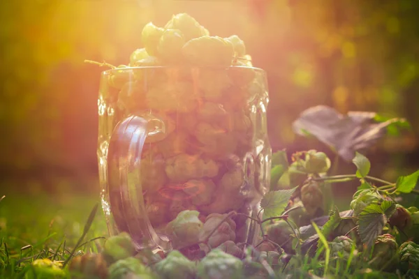 Szklany kubek pełen zieleni szyszek chmielowych — Zdjęcie stockowe