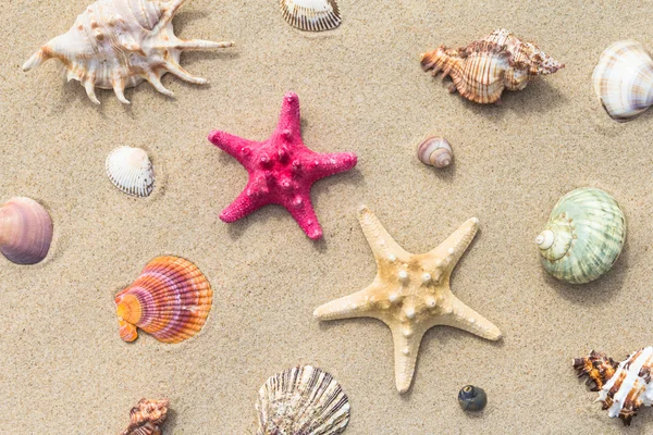 Mar playa dispersa variedad conchas de mar —  Fotos de Stock