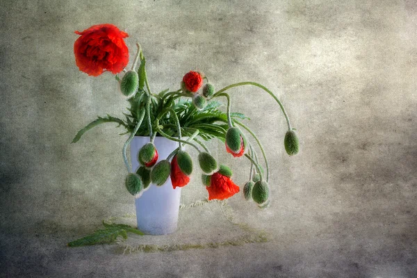 静物花束赤いケシ — ストック写真