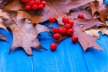 Sonbahar arka plan rowan meyve mavi panoları bırakır.