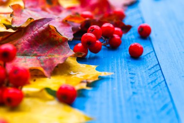 Sonbahar renklendirilmiş rowan meyve mavi kurullarında bırakır.