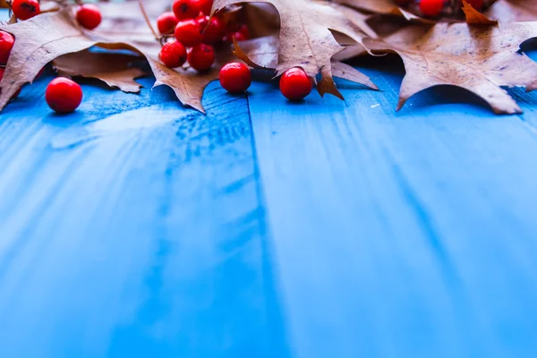 Outono fundo folhas rowan fruta azul placas — Fotografia de Stock