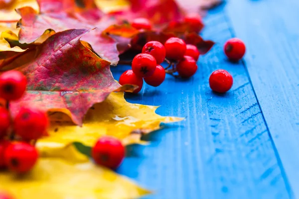 Queda de cor de fundo deixa rowan frutas em placas azuis — Fotografia de Stock