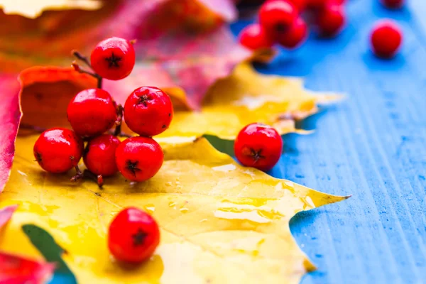 Herbst Hintergrundfarbe Blätter Vogelbeere Früchte auf blauen Brettern — Stockfoto