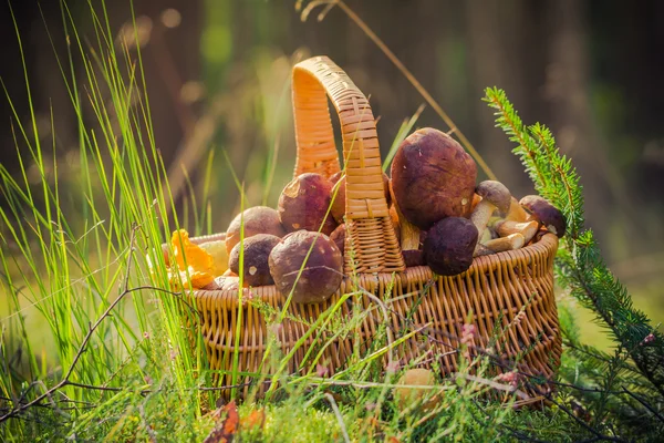 Mand volledige eetbare paddestoelen bos — Stockfoto