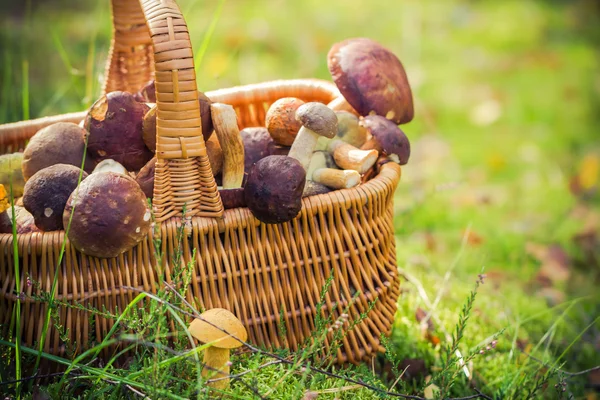 Basket full edible mushrooms forest — Stock Photo, Image