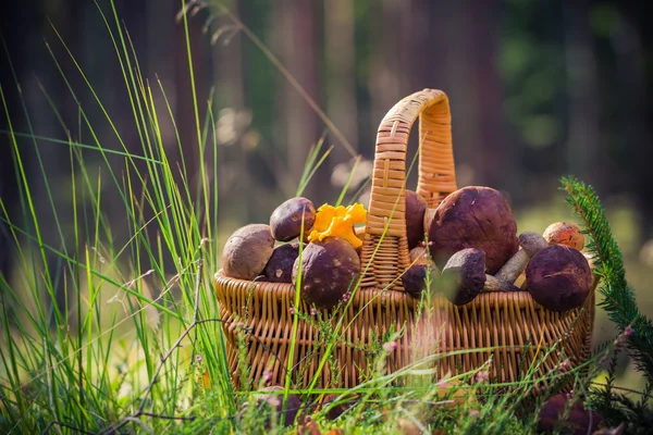 Cesto pieno di funghi commestibili foresta — Foto Stock