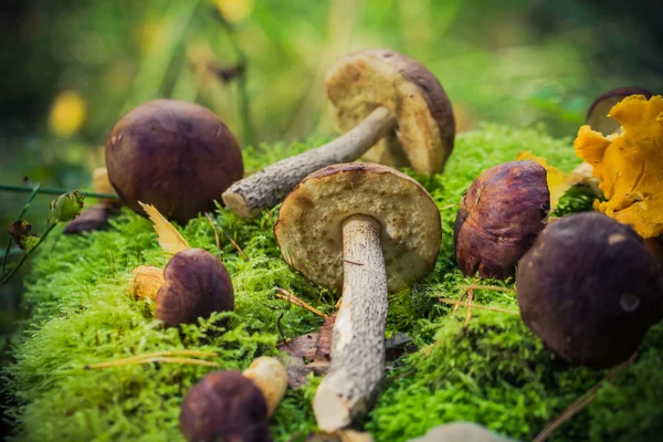 Funghi commestibili ammucchiati foresta muschio — Foto Stock