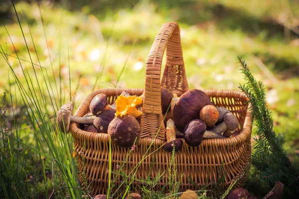 Basket full edible mushrooms forest — Stock Photo, Image