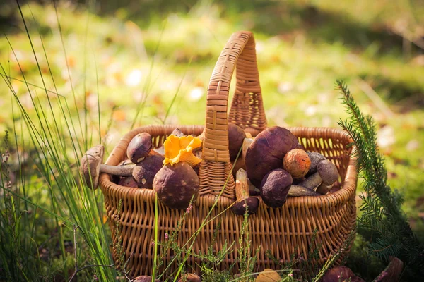 Cesto pieno di funghi commestibili foresta — Foto Stock